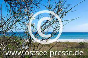 Bäume und Sträucher an der Ostsee zeigen ein zartes Grün und erste Blüten.