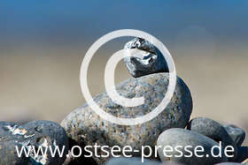Wie kommt das Loch in den Stein? Hühnergötter sind geheimnisvoll und beliebt als Glücksbringer.
(mehr Strandfunde an der Ostsee auf www.ostsee.de/strandfunde-fundstuecke/)