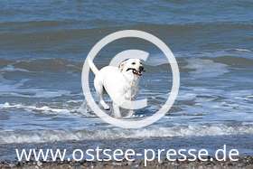Viele Hunde gehen gern in der Ostsee baden
(mehr zum Thema Urlaub mit Hund an der Ostsee auf www.ostsee.de/urlaub-mit-hund/)