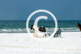 Pferdeschlitten am verschneiten Strand