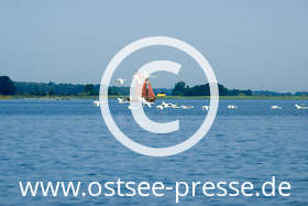 Schwäne scheinen das Zeesboot zu begleiten -  ein typisches Bild für den Nationalpark Vorpommersche Boddenlandschaft