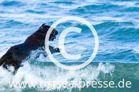 Hund springt durch die Wellen der Ostsee, um sein Stöckchen zu holen.