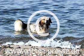 Ostsee Pressebild: Hundestrand