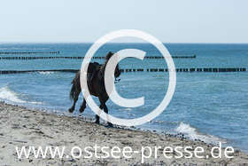 Ostsee Pressebild: Pferd am Strand